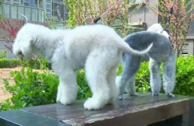 贝灵顿梗犬的特性与养护指南,你知道吗? 贝灵顿梗犬的特性与养护指南,你知道吗?