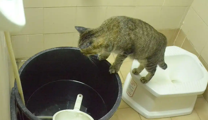 猫没有猫砂盆会憋着吗 猫没有猫砂盆会憋着吗