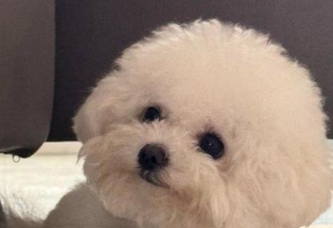 狗狗反胃呕吐吃什么药