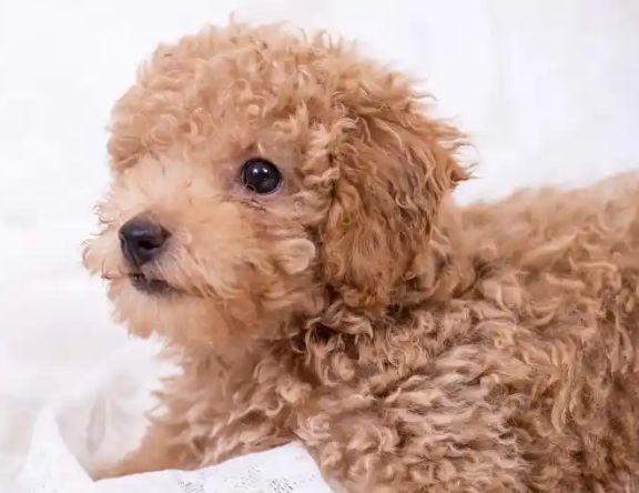 如果你有一只泰迪犬，那么不妨看看这篇文章