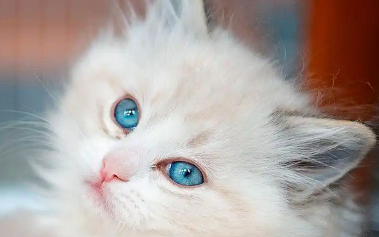 猫洗澡频率过高会有什么不良影响 猫洗澡频率过高会有什么不良影响