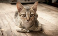 猫咪抑郁症一般会有哪些明显表现症状？