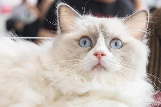 猫抽搐后食欲下降怎么办