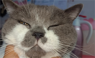 猫咪鼻塞严重怎么办
