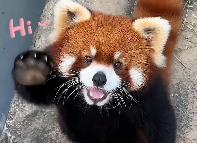 小熊猫有多少只?