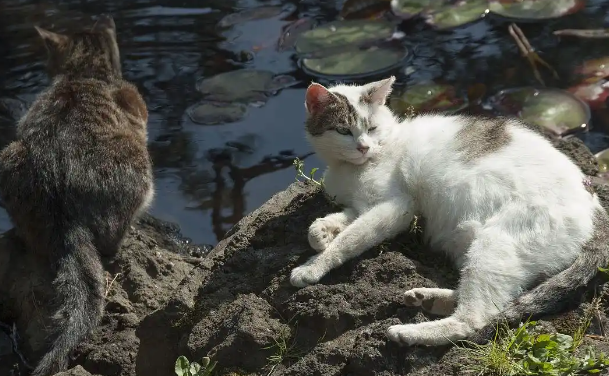 突然不喂流浪猫:生存危机还是生态平衡? 突然不喂流浪猫:生存危机还是生态平衡?