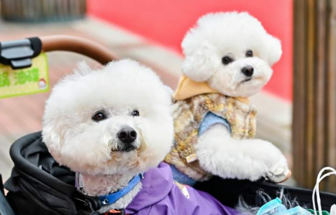 “养儿式”养宠成年轻人消费趋势 “养儿式”养宠成年轻人消费趋势