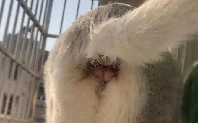 猫咪屁股红肿会自愈么