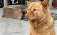 狗的后腿站不起来怎么办