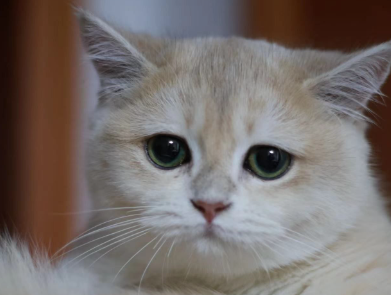 猫咪叹气是怎么回事 猫咪叹气是怎么回事