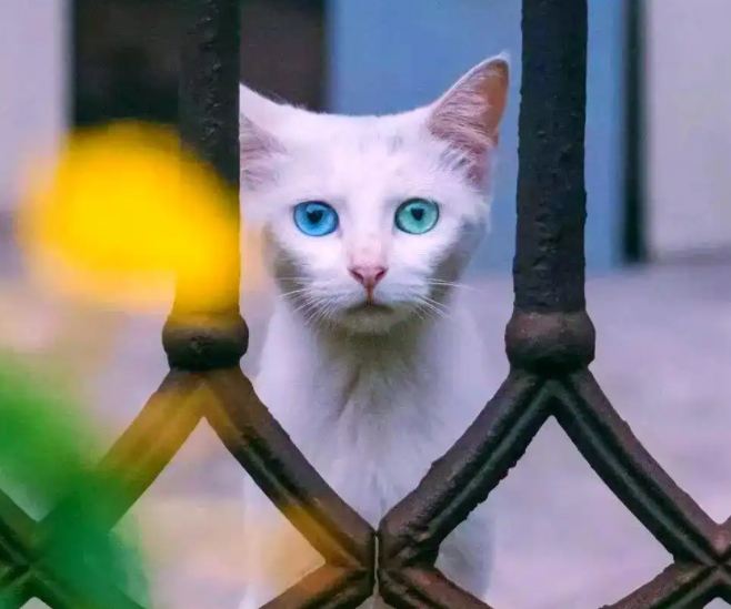 探秘异瞳猫：魅力与背后挑战