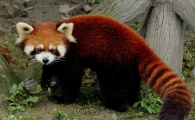 小熊猫有什么特点
