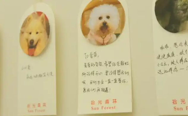 每年数百万只宠物死亡,“身后事”怎么办? 每年数百万只宠物死亡,“身后事”怎么办?