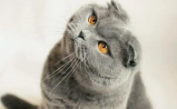 猫身上有皮屑像头皮屑是猫藓吗