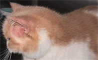 猫的耳朵热是怎么回事