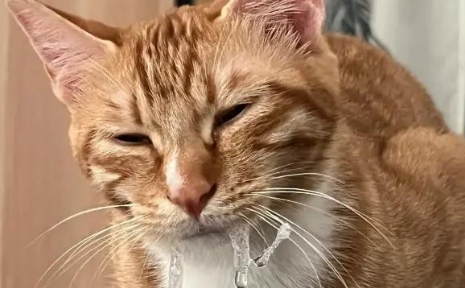 猫咪口水臭正常吗