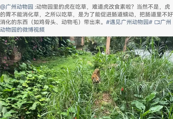 北京动物园老虎饿得吃草?园方回应:您放心,动物食物充足 北京动物园老虎饿得吃草?园方回应:您放心,动物食物充足