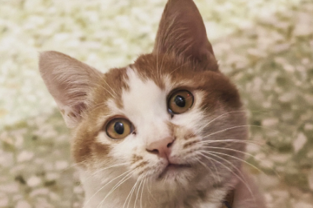 猫咪惨叫是怎么回事
