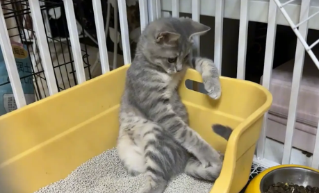 猫咪惬意的翘着二郎腿坐在猫砂盆里,猫:来杯82年的可乐 猫咪惬意的翘着二郎腿坐在猫砂盆里,猫:来杯82年的可乐