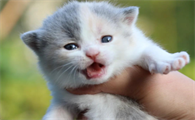 猫咪呛奶后多久能恢复正常？