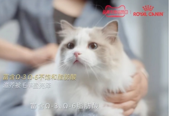 布偶吃什么猫粮不软便?皇家敏感配方解救“玻璃胃”大困扰! 布偶吃什么猫粮不软便?皇家敏感配方解救“玻璃胃”大困扰!