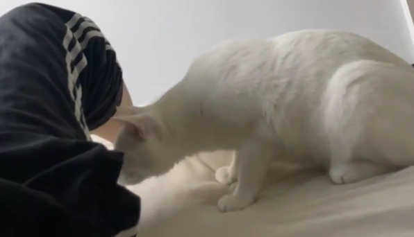 男子放屁把猫熏得弹射起飞。网友:你一屁把它崩飞了 男子放屁把猫熏得弹射起飞。网友:你一屁把它崩飞了