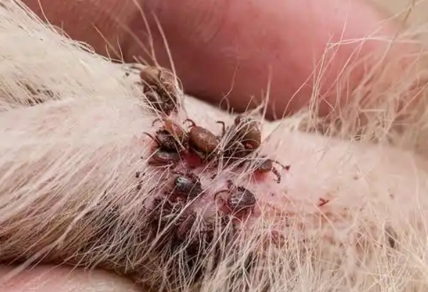 小狗身体上有蜱虫怎么办