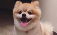 狗狗干呕并突然吃草