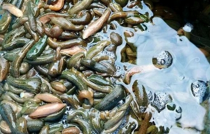 河北省水蛭养殖基地 河北省水蛭养殖基地