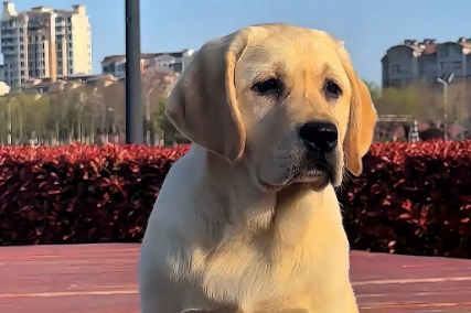 拉布拉多夏天掉毛厉害怎么办 拉布拉多夏天掉毛厉害怎么办