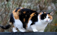 猫咪内分泌失调会影响毛发健康吗?