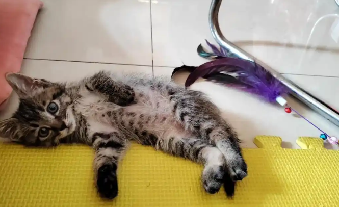 猫咪拉稀脱水身体瘫了怎么治疗 猫咪拉稀脱水身体瘫了怎么治疗
