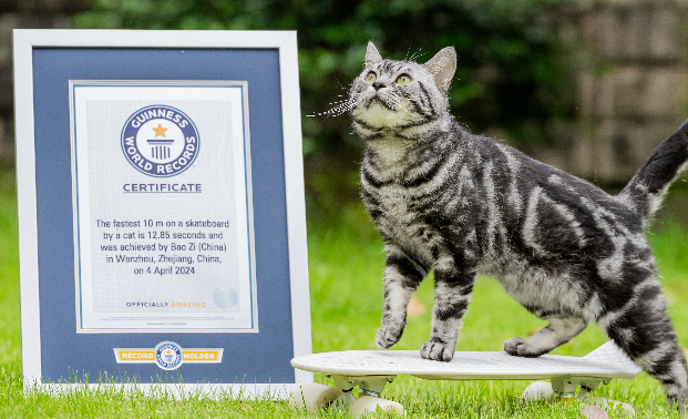 男子训练宠物猫玩滑板,成功挑战吉尼斯世界纪录 男子训练宠物猫玩滑板,成功挑战吉尼斯世界纪录