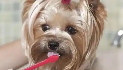 狗狗多久刷一次牙最好 狗狗多久刷一次牙最好