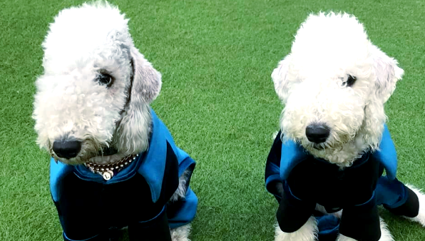 探秘贝灵顿梗:外表温柔却内心强大的猎兔犬 探秘贝灵顿梗:外表温柔却内心强大的猎兔犬