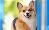 如何成为养威尔斯柯基犬的专家,谨记这几点