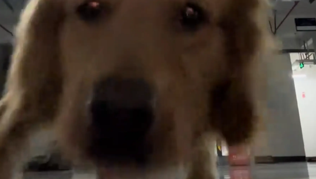 夫妻同时向相反方向跑，看金毛跟谁走，结果金毛选了手机