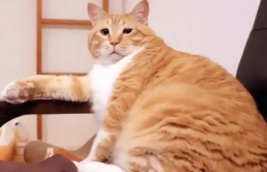 猫咪肥胖会引发哪些常见健康问题呢? 猫咪肥胖会引发哪些常见健康问题呢?