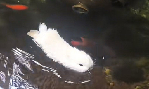 兔子能游泳?宠物医生:入水=玩命 兔子能游泳?宠物医生:入水=玩命