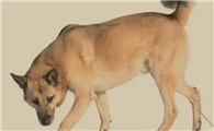 犬瘟怎么得的