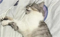 猫咪抽筋之后要多久才能恢复