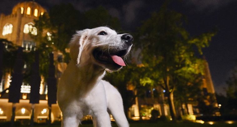 狗狗犬窝咳怎么治疗