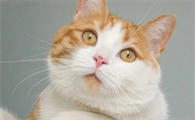 猫多大就不长猫癣了