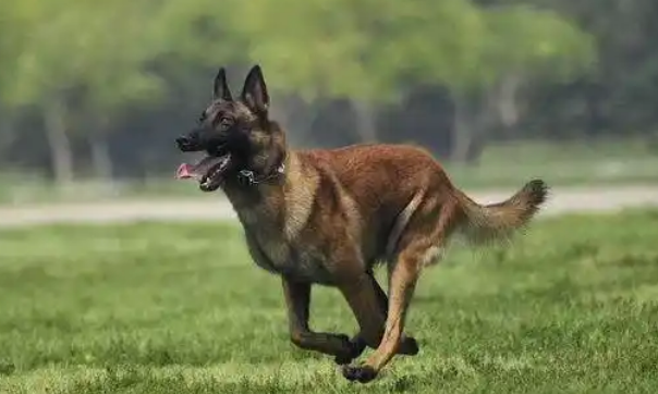 比利时马林诺斯犬为什么这么火？这篇文章告诉你！