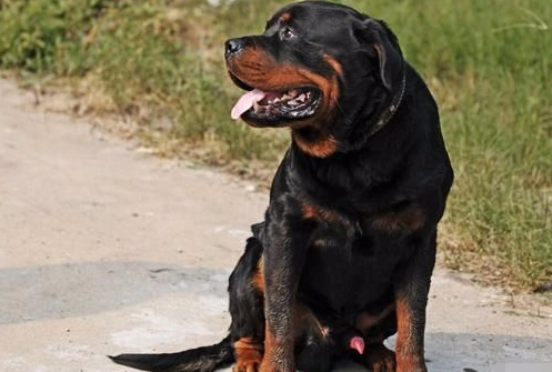世界顶尖的4种护卫犬，其中它可与犀牛较量