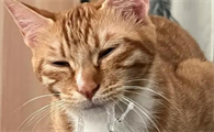 猫咪口水臭正常吗