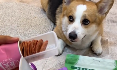 男子尝试狗零食,狗子在旁边一脸不可置信,狗:你是真的狗 男子尝试狗零食,狗子在旁边一脸不可置信,狗:你是真的狗