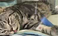猫咪肺积水死亡率高吗