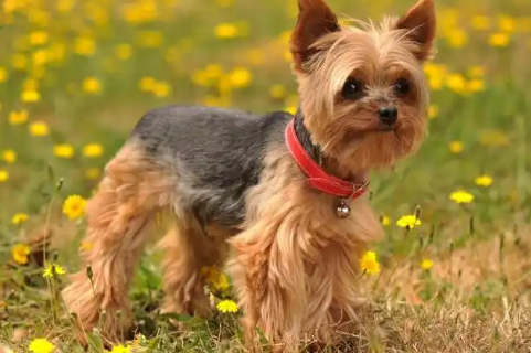狗瘟热治愈后会影响狗狗寿命吗 狗瘟热治愈后会影响狗狗寿命吗
