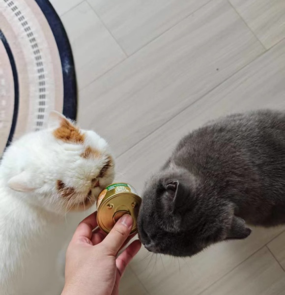进口猫罐头哪个品牌的比较好?珍致以自然营养重塑猫咪健康美学 进口猫罐头哪个品牌的比较好?珍致以自然营养重塑猫咪健康美学